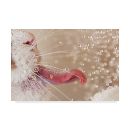 Oranit Turgeman 'Cat And Water Drops' Canvas Art,12x19